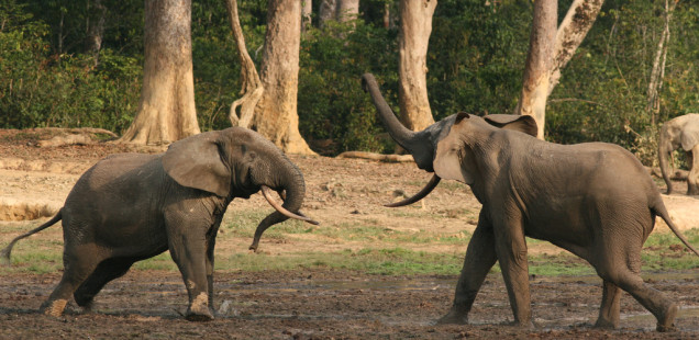 Actually Happening 70: Elephant Land Rush